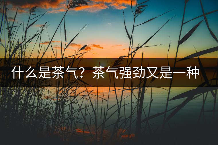 什么是茶氣？茶氣強勁又是一種怎樣的體驗？