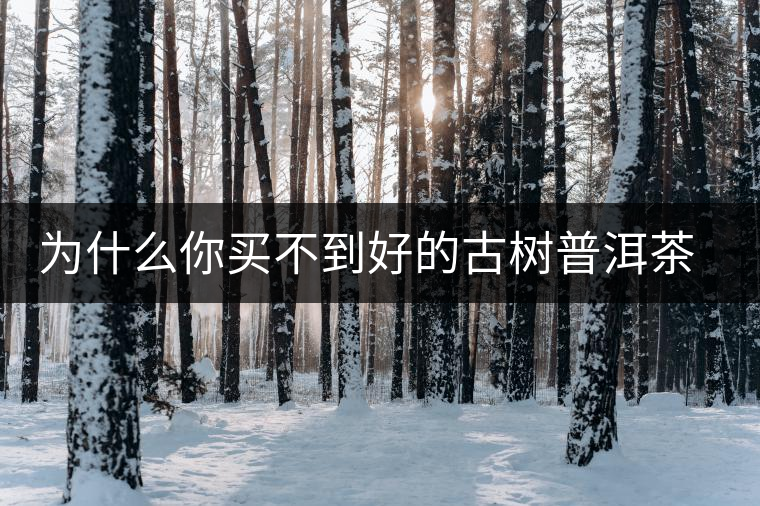 為什么你買不到好的古樹普洱茶？買茶防坑指南，看完就有收獲！