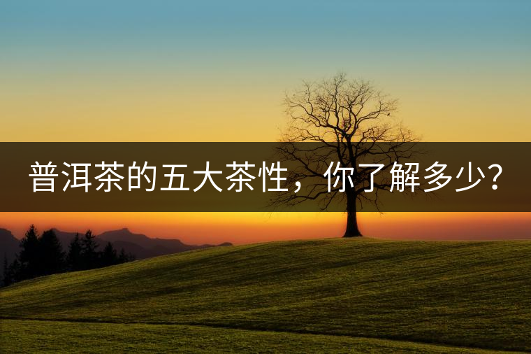 普洱茶的五大茶性，你了解多少？