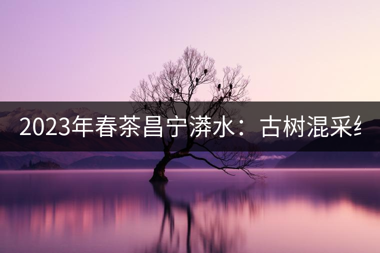 2023年春茶昌寧漭水：古樹(shù)混采純料480-600元／公斤，大樹(shù)360-420元／公斤，臺(tái)地260-300元／公斤，古樹(shù)單株均價(jià)880-1200元／公斤。