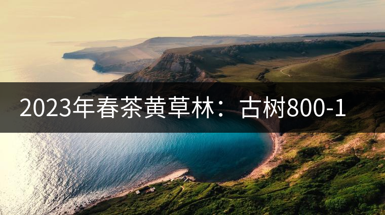2023年春茶黃草林：古樹800-1200元／公斤