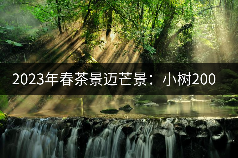 2023年春茶景邁芒景：小樹200元／公斤，古樹：600-800元／公斤