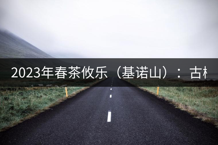 2023年春茶攸樂（基諾山）：古樹1200元／公斤，喬木：400-500元／公斤