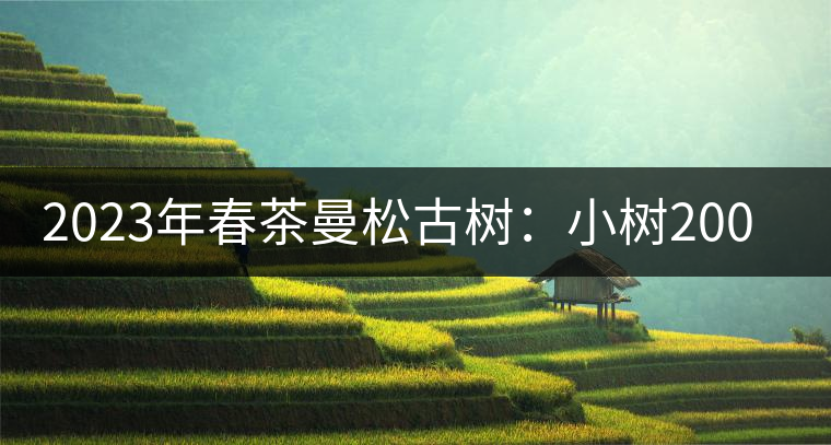 2023年春茶曼松古樹：小樹2000元／公斤，古樹：40000元／公斤