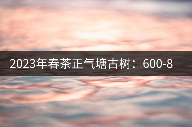 2023年春茶正氣塘古樹(shù)：600-800元／公斤