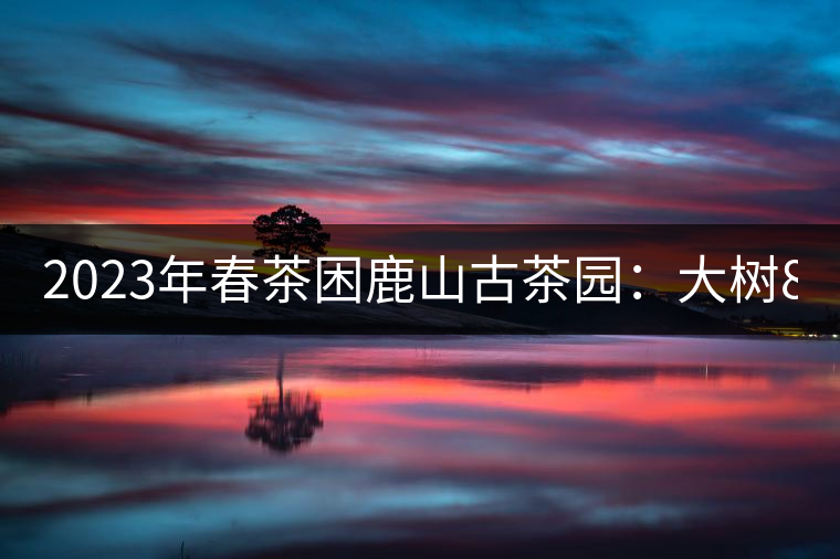 2023年春茶困鹿山古茶園：大樹8000-12000元／公斤，周邊小樹200-300元／公斤