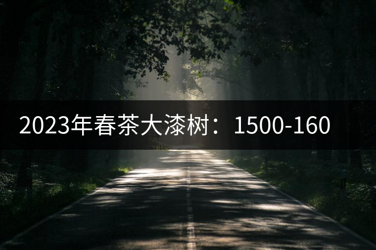 2023年春茶大漆樹:1500-1600元/公斤 2023年春茶大漆樹:1500-1600元/公斤