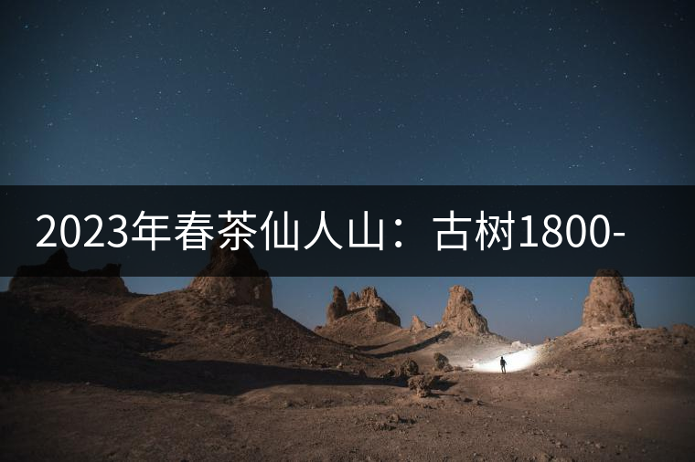 2023年春茶仙人山：古樹1800-2500元／公斤，老曼峨：小樹：600元／公斤 1600-1800元／公斤