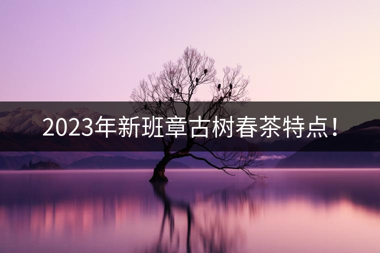 2023年新班章古樹春茶特點(diǎn)！