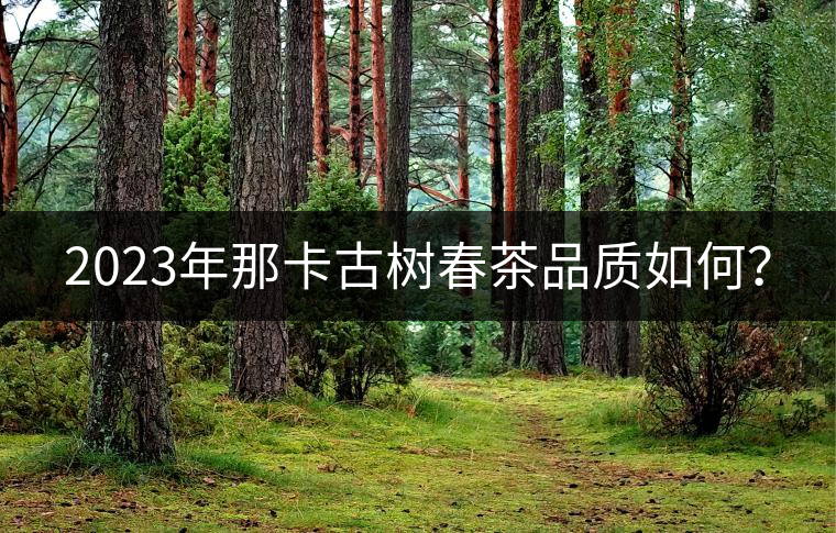2023年那卡古樹春茶品質(zhì)如何？