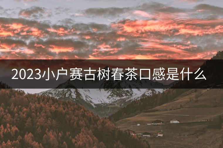 2023小戶賽古樹春茶口感是什么？