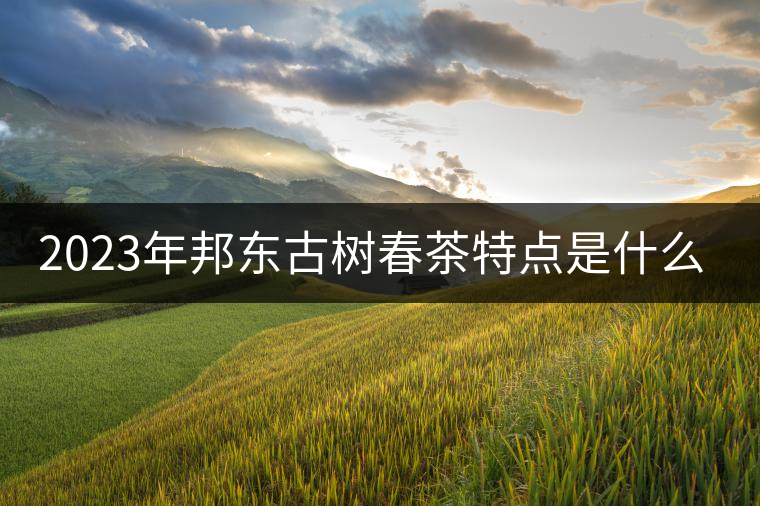 2023年邦東古樹春茶特點是什么？