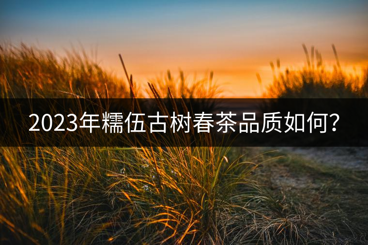 2023年糯伍古樹(shù)春茶品質(zhì)如何？