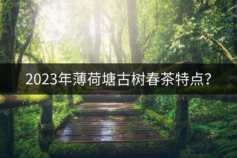 2023年薄荷塘古樹春茶特點(diǎn)？