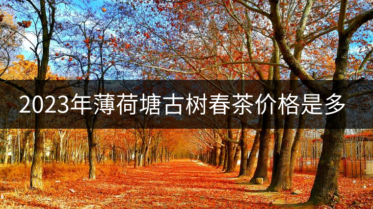 2023年薄荷塘古樹春茶價格是多少？