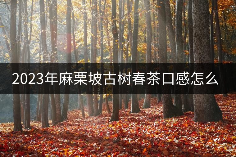 2023年麻栗坡古樹春茶口感怎么樣？