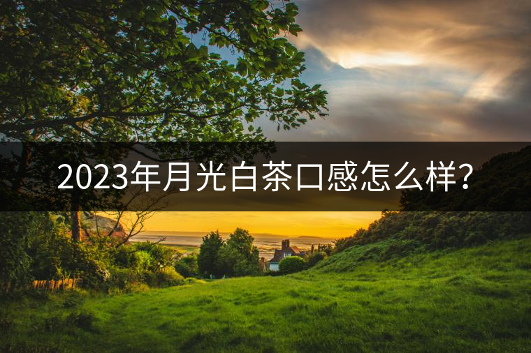 2023年月光白茶口感怎么樣？