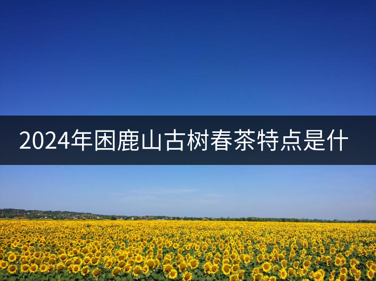 2024年困鹿山古樹春茶特點(diǎn)是什么？