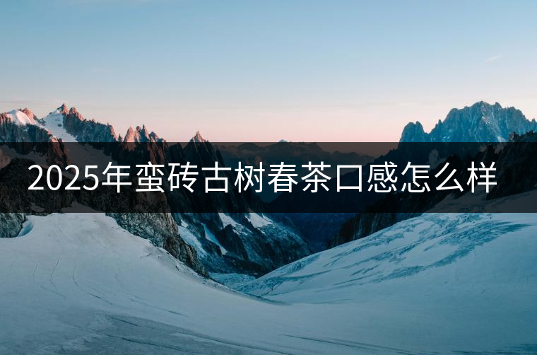 2025年蠻磚古樹(shù)春茶口感怎么樣？