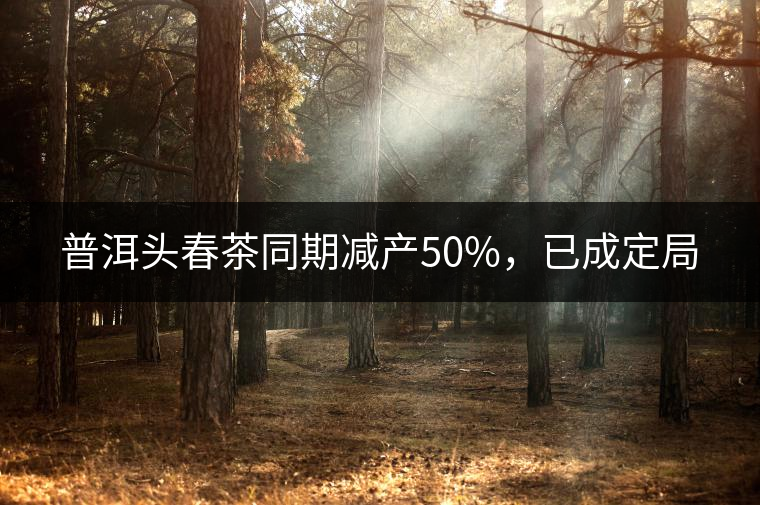 普洱頭春茶同期減產50%，已成定局
