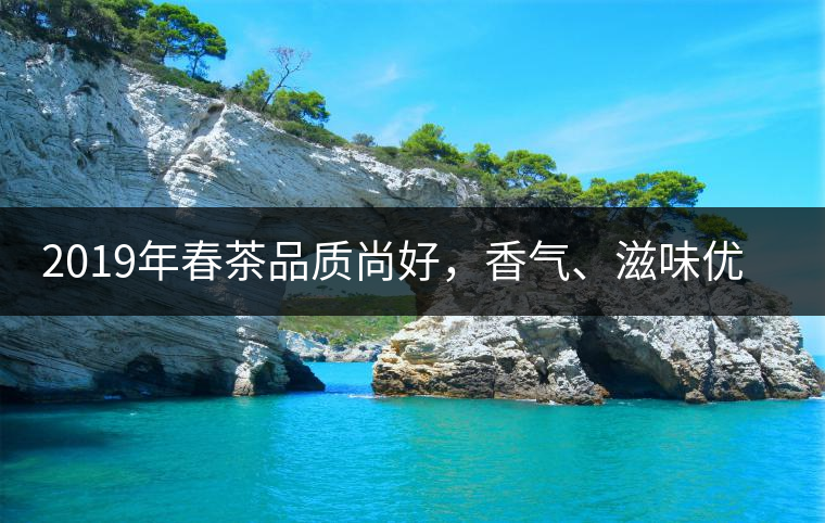 2019年春茶品質尚好，香氣、滋味優(yōu)于去年