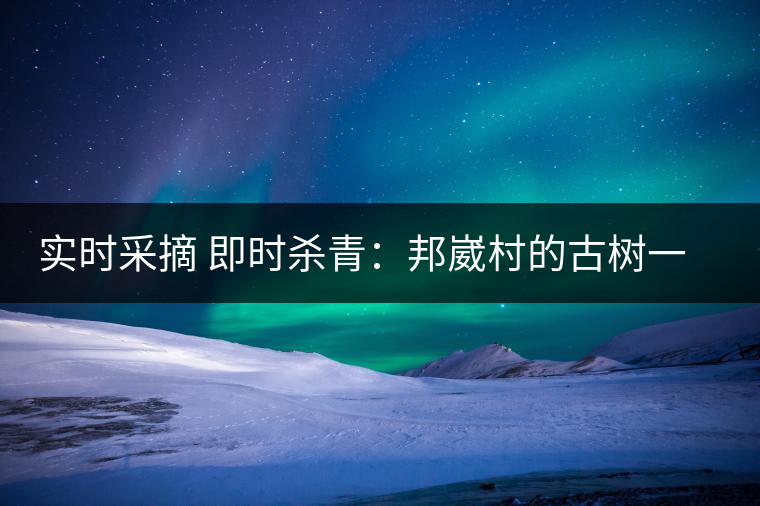 實(shí)時(shí)采摘 即時(shí)殺青：邦崴村的古樹一般都比較高大，我今年爬到10米高的樹梢上拍茶農(nóng)采茶，一顆完整的古樹頭春茶的采摘需要6-7個(gè)婦女花半個(gè)小時(shí)共同完成，鮮葉才下來以后要及時(shí)殺青，才能保證茶葉后期的鮮爽感。