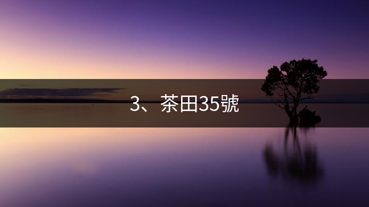 3、茶田35號(hào)