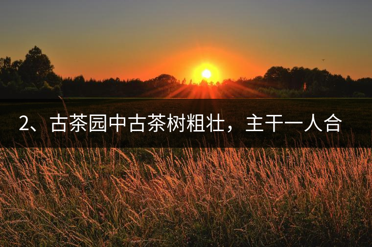 2、古茶園中古茶樹粗壯，主干一人合圍吃力，枝杈壯碩