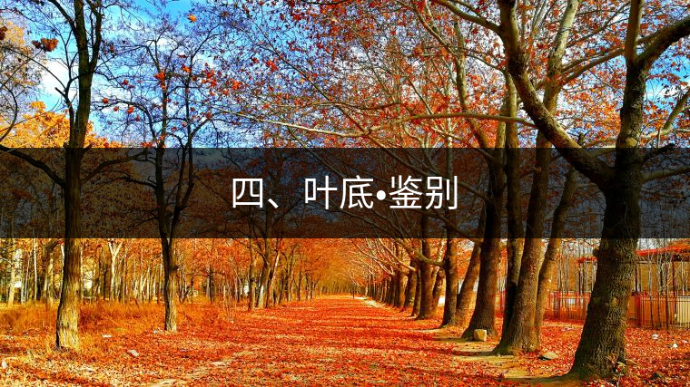 四、葉底?鑒別