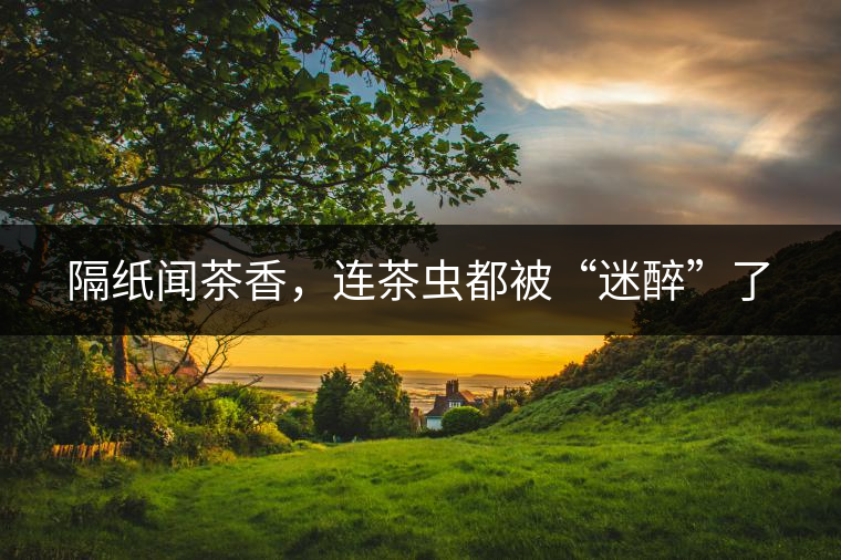 隔紙聞茶香，連茶蟲都被“迷醉”了