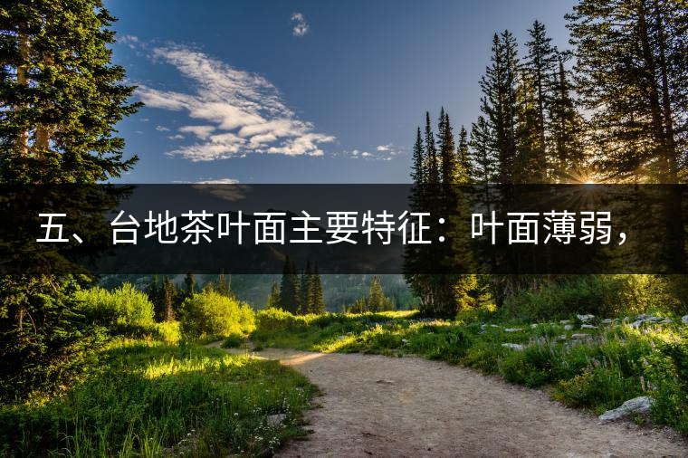 五、臺(tái)地茶葉面主要特征：葉面薄弱，如薄紙易折;沖泡之后無力恢復(fù)彈性，甚至多次沖泡也不能展開，葉子愈薄愈差。