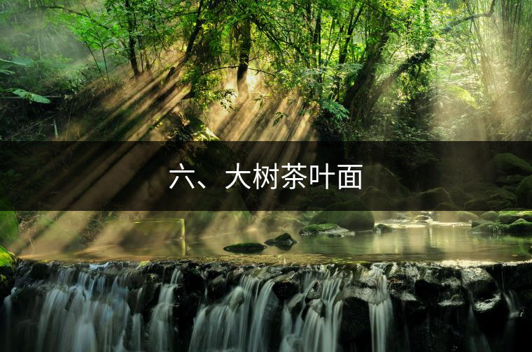 六、大樹茶葉面