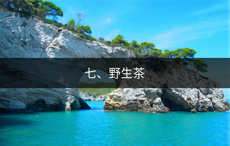 七、野生茶