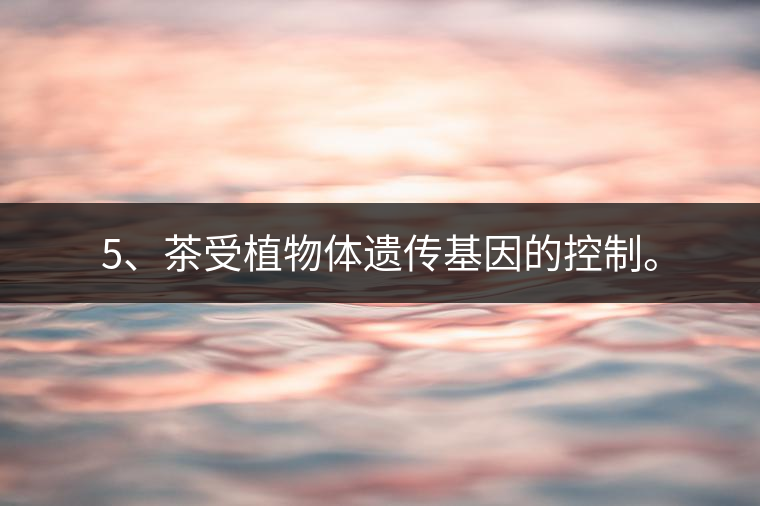 5、茶受植物體遺傳基因的控制。