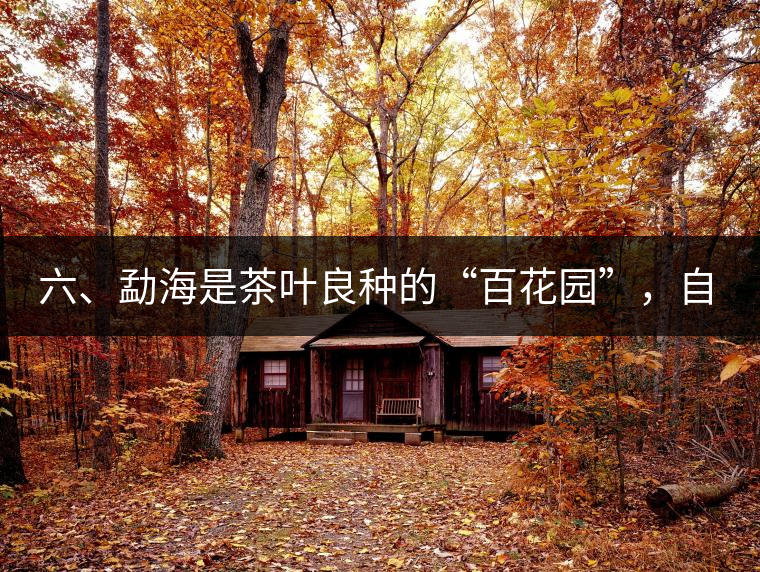 六、勐海是茶葉良種的“百花園”，自稱“第一縣”不足奇