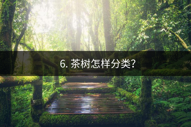 ? 6. 茶樹怎樣分類？