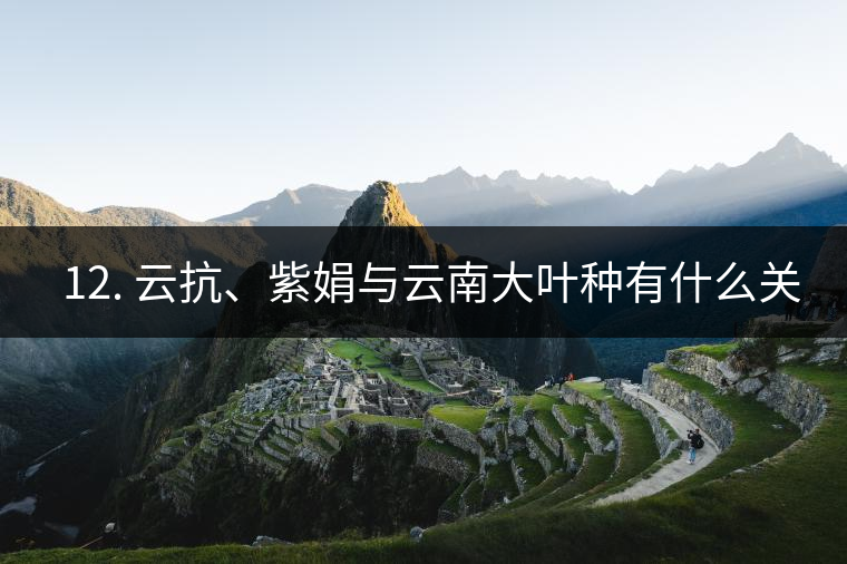 ??12. 云抗、紫娟與云南大葉種有什么關(guān)系？