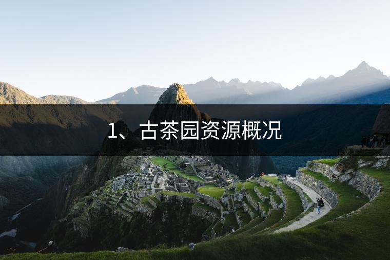 1、古茶園資源概況
