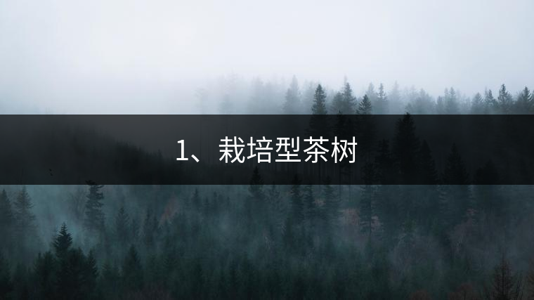 1、栽培型茶樹