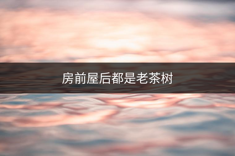 房前屋后都是老茶樹