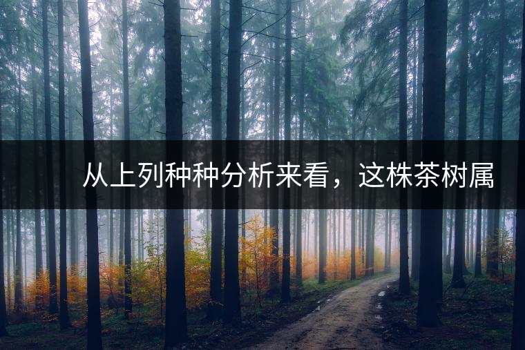 　　從上列種種分析來看，這株茶樹屬野生類型應(yīng)無疑問。