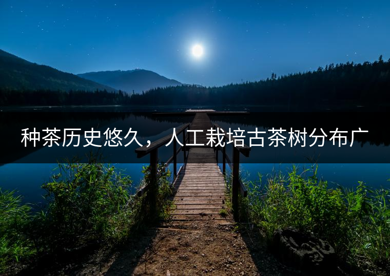 種茶歷史悠久，人工栽培古茶樹(shù)分布廣