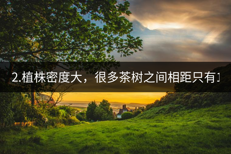 2.植株密度大，很多茶樹之間相距只有1-2米。