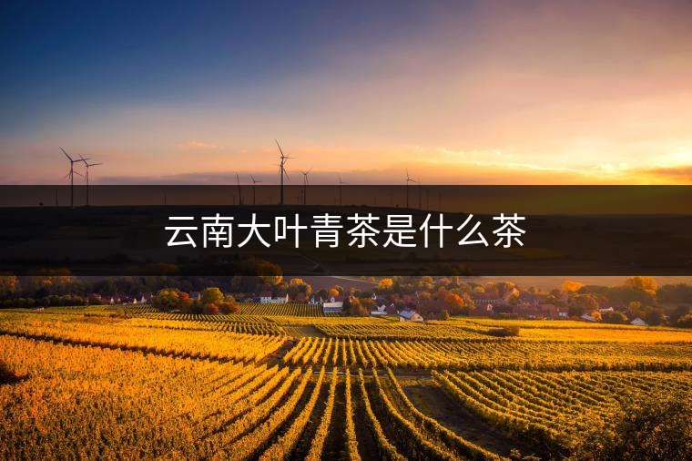 云南大葉青茶是什么茶