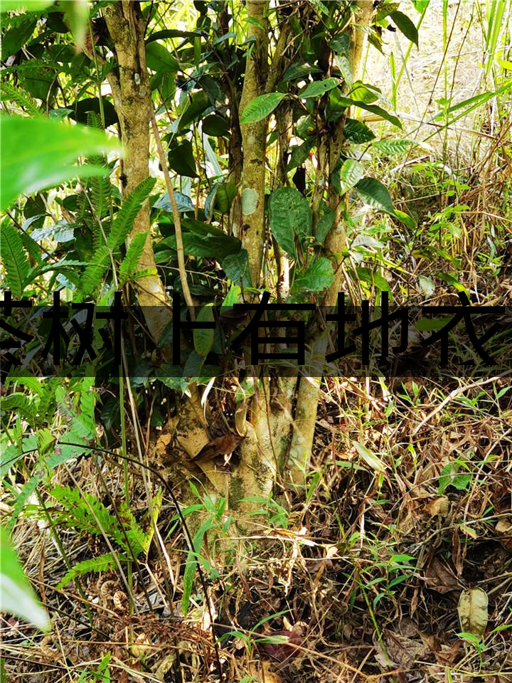 茶樹上有地衣或苔蘚是不是有害的？-1