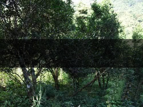 云南省昆明市茶業(yè)簡(jiǎn)述（四）