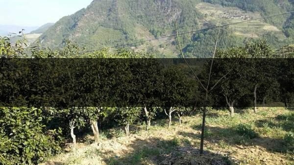 云南省景東縣茶業(yè)概況簡(jiǎn)述（第三章）