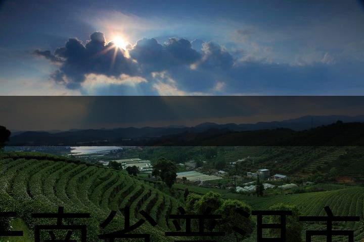 云南省普洱市茶業(yè)概況簡(jiǎn)述(三) 云南省普洱市茶業(yè)概況簡(jiǎn)述(三)