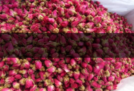 云南金邊玫瑰和平陰玫瑰哪個好-1