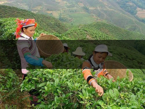 云南省麗江市茶業(yè)概況簡(jiǎn)述 云南省麗江市茶業(yè)概況簡(jiǎn)述